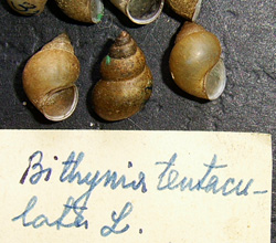 B. tentaculata. Фото 32