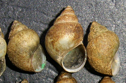 B. tentaculata. Фото 34