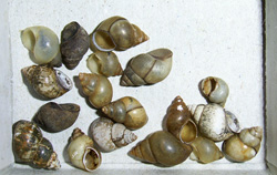 B. tentaculata. Фото 42