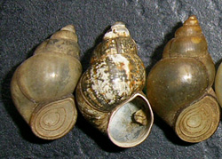 B. tentaculata. Фото 44