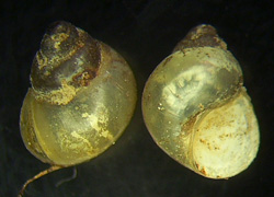 B. tentaculata. Фото 46