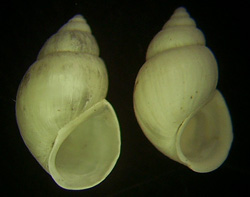 B. tentaculata. Фото 52
