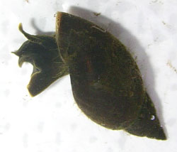 L. corvus Фото 11