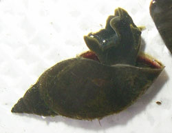 L. corvus Фото 13