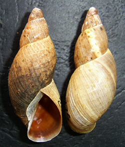Фото 33