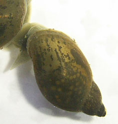 ставковик овальний - Lymnaea ovata (Draparnaud, 1805)