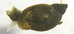 L. ovata. Фото 7