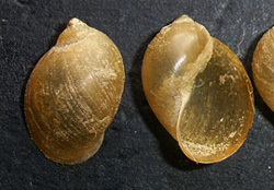 L. ovata. Фото 53