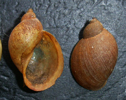 L. ovata. Фото 57