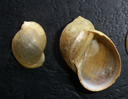 L. ovata. Фото 59