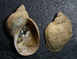L. ovata. Фото 61