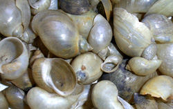L. ovata. Фото 63