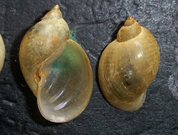 L. ovata. Фото 65