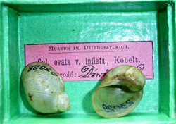 L. ovata. Фото 23