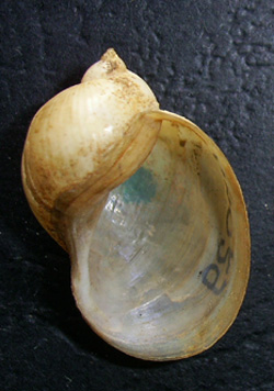 L. ovata. Фото 25