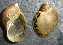 L. ovata. Фото 29