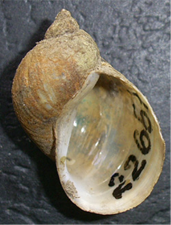 L. ovata. Фото 27