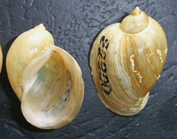 L. ovata. Фото 33