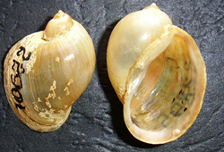 L. ovata. Фото 35