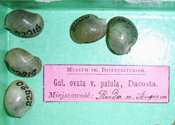 L. ovata. Фото 37