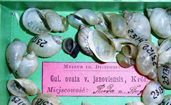 L. ovata. Фото 41