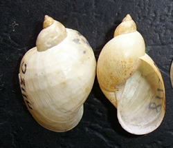 L. ovata. Фото 43