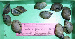 L. ovata. Фото 47
