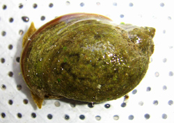 L. ovata. Фото 17