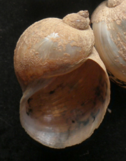 Lymnaea ovata (Draparnaud, 1805)
