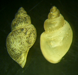 L. truncatula. Фото 40