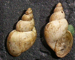 L. truncatula. Фото 42