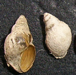 L. truncatula. Фото 44