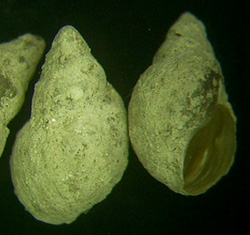 L. truncatula. Фото 46
