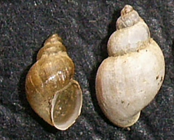 L. truncatula. Фото 48