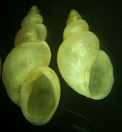 L. truncatula. Фото 8