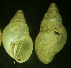 L. truncatula. Фото 10