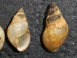 L. truncatula. Фото 12
