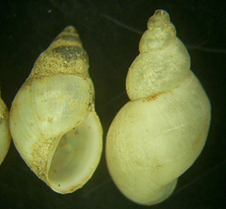 L. truncatula. Фото 14