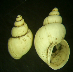 L. truncatula. Фото 18