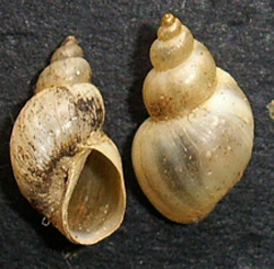 L. truncatula. Фото 22