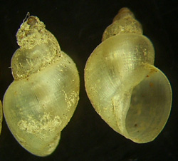 L. truncatula. Фото 24