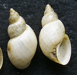 L. truncatula. Фото 28