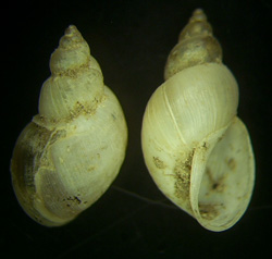 L. truncatula. Фото 30