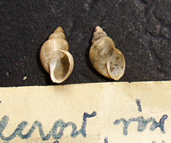 L. truncatula. Фото 32