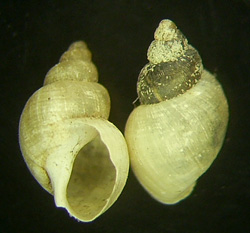 L. truncatula. Фото 34