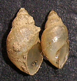 L. truncatula. Фото 36