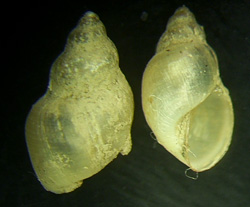 L. truncatula. Фото 38