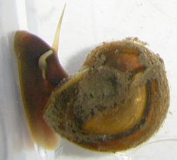 P. corneus. Фото 25