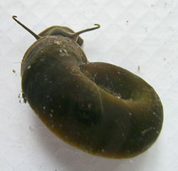 P. corneus. Фото 11