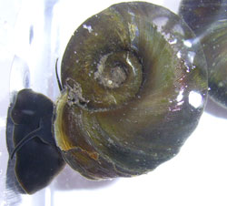 P. corneus. Фото 13